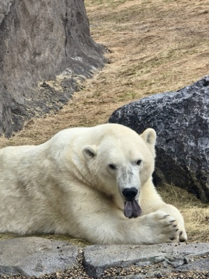 Polar bear in the silence