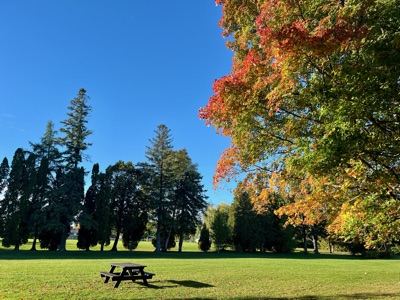 Autumn picnic under the trees