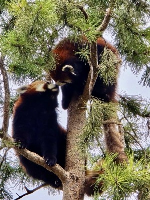 Red panda at play