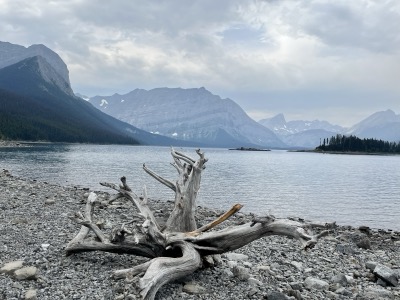 Driftwood at Upper Kananaskis