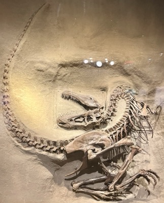 A fossil’s stone secret